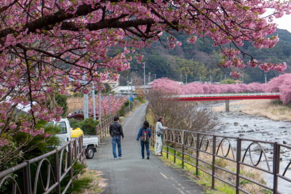 Kirschblüte Kawazu: Sakura Matsuri - The Hangry Stories