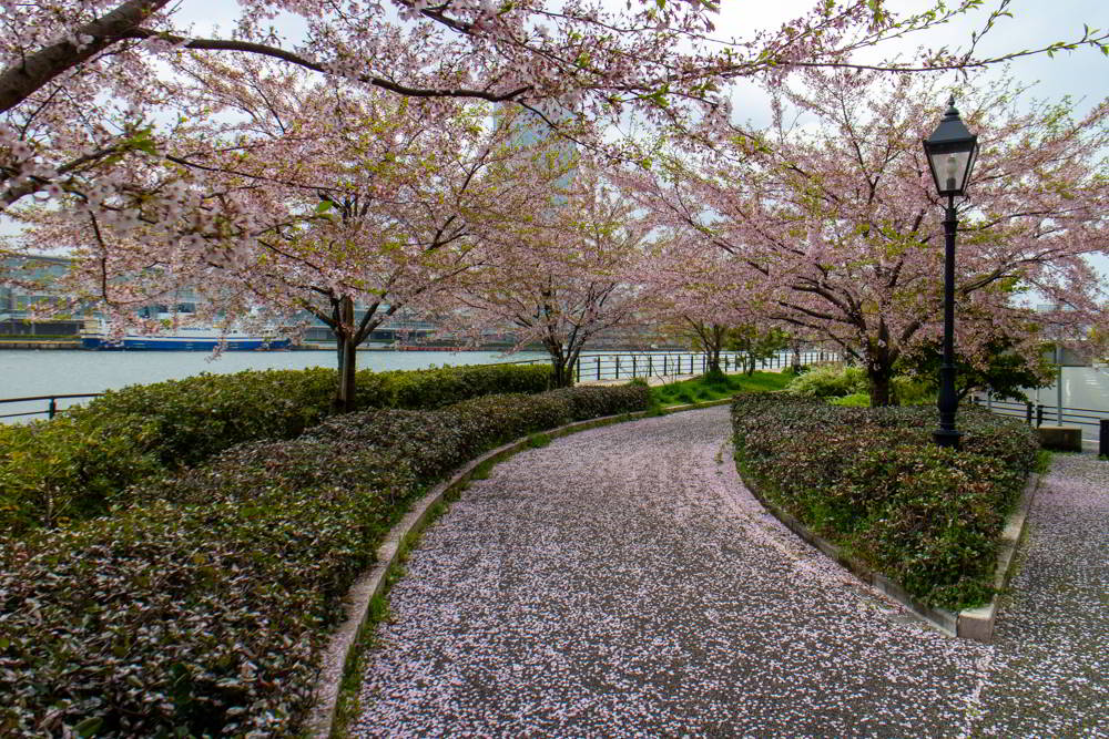 Der Minatopia-Park mit blühenden Kirschbäumen und einem Weg voller gefallener Blütenblätter.