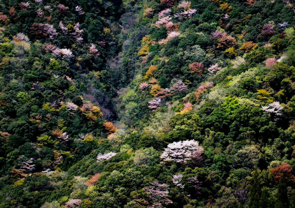Sakura-Bäume in den Bergen im Stadtteil Kitakata in Nobeoka. / Foto: Carina Bublies