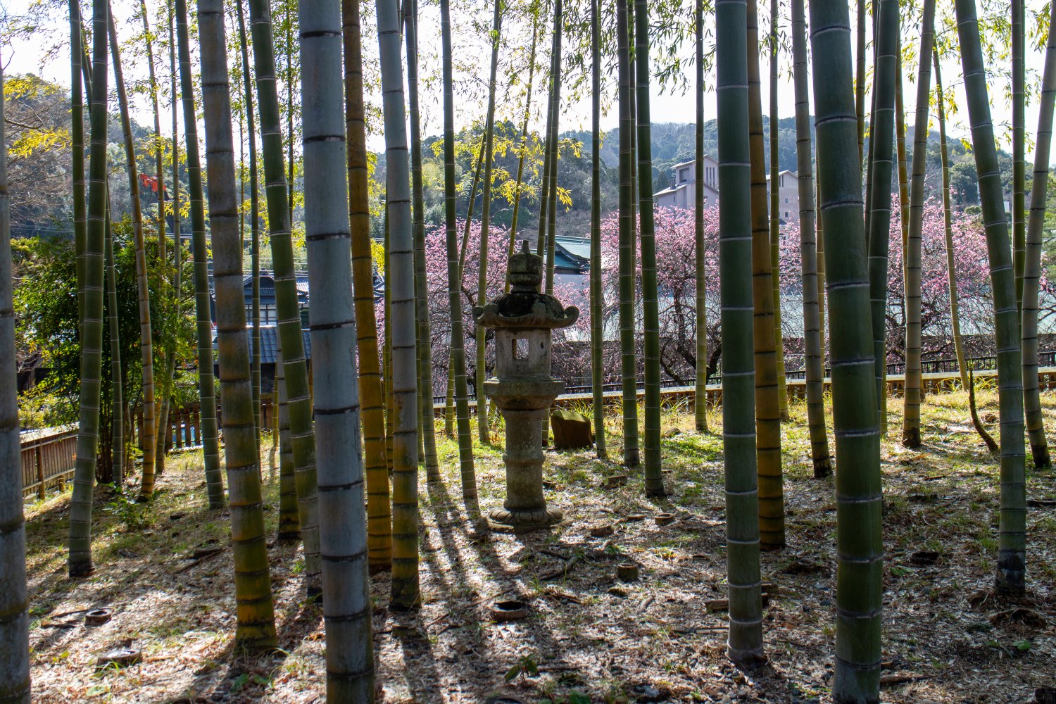 Außerdem gibt es in Shuzenji einige Orte mit Bambus.