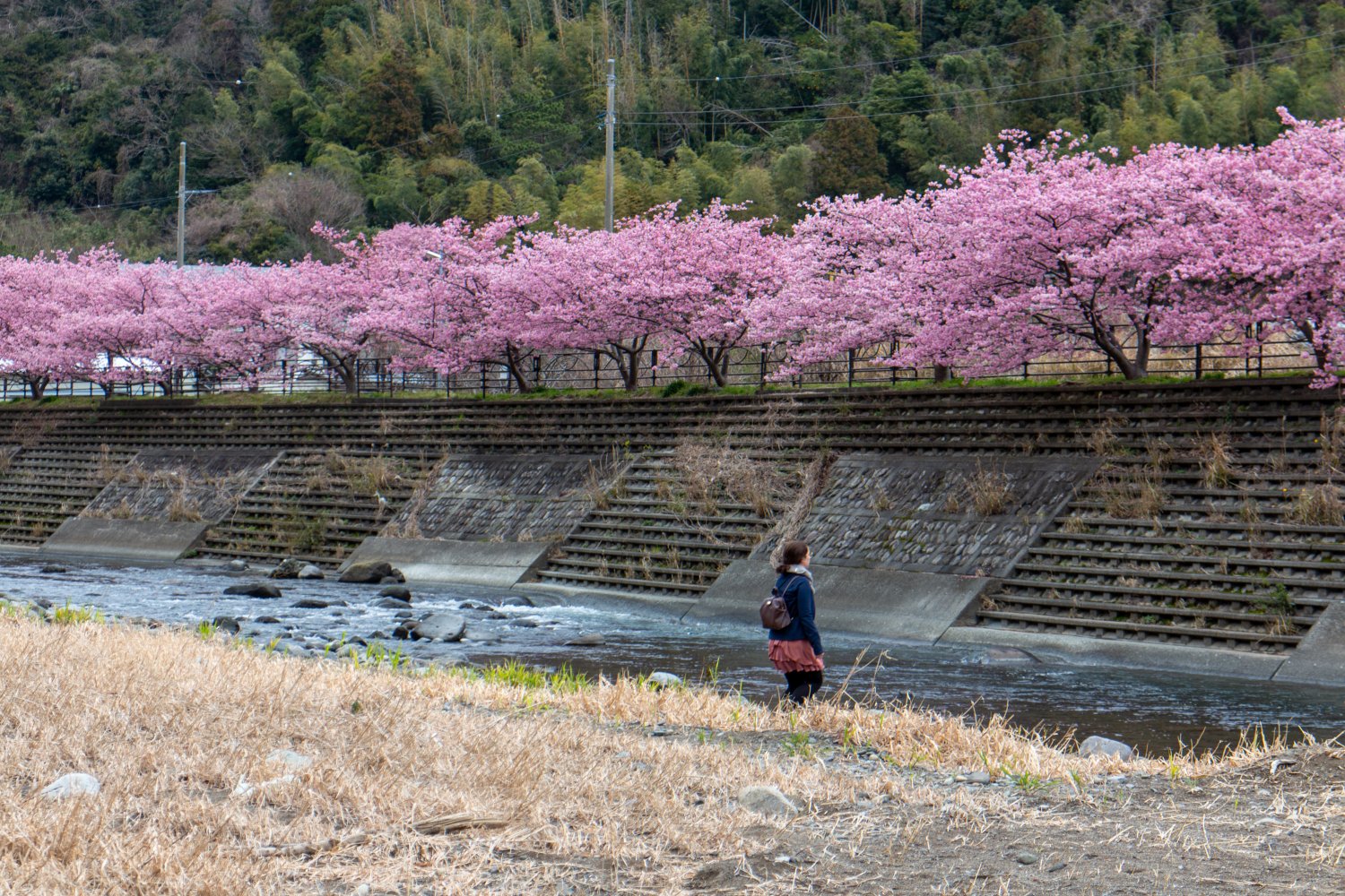 Mitte Februar bis Anfang März gibt es in Kawazu blühende pinke Kirschbäume.