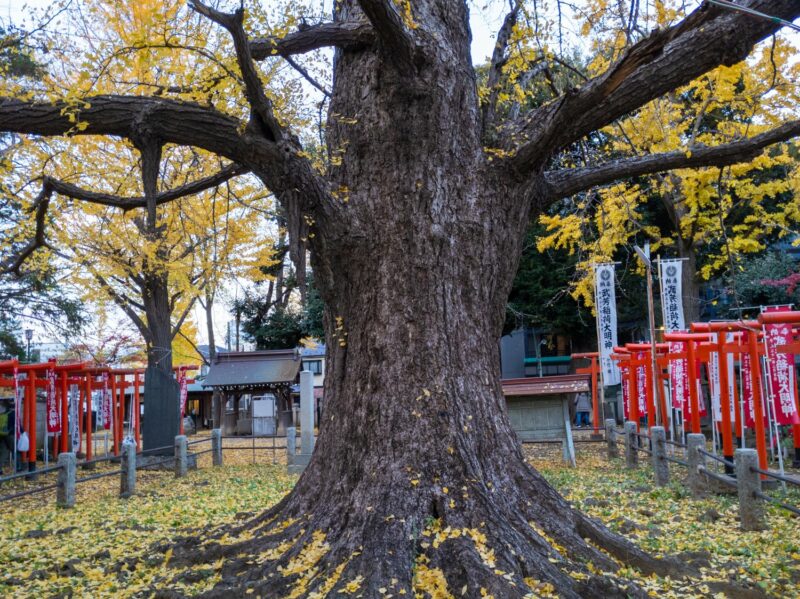Dieser Baum am Kishimojin-Tempel ist 700 Jahre alt.