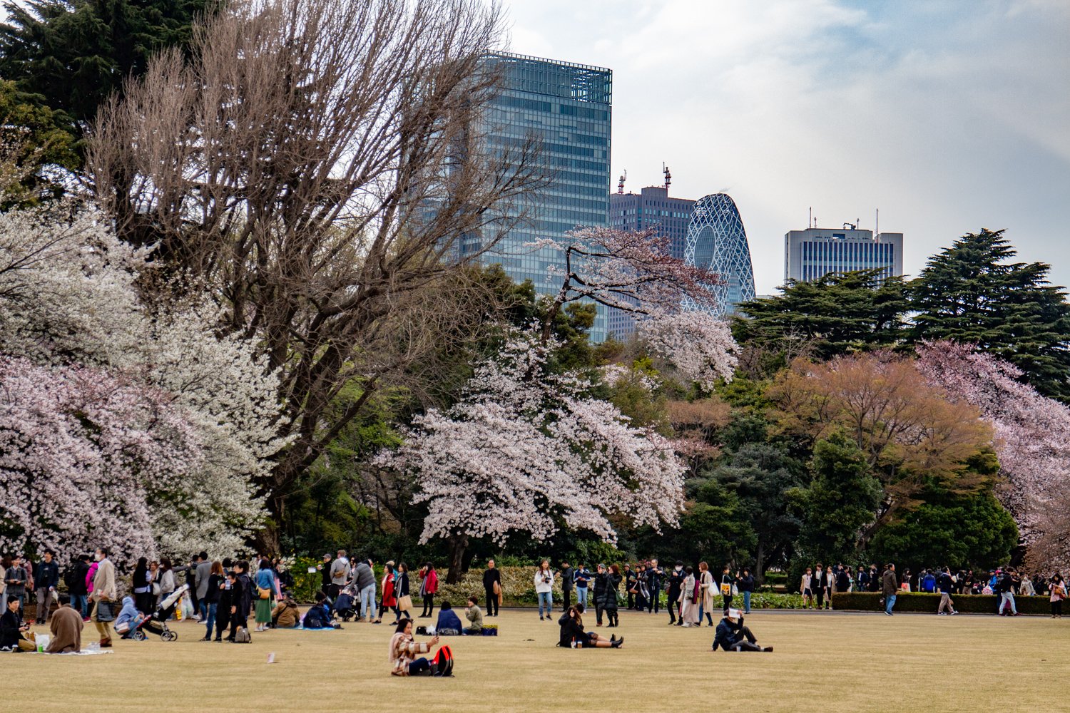 Der Shinjuku Gyoen Park zur Kirschblüte