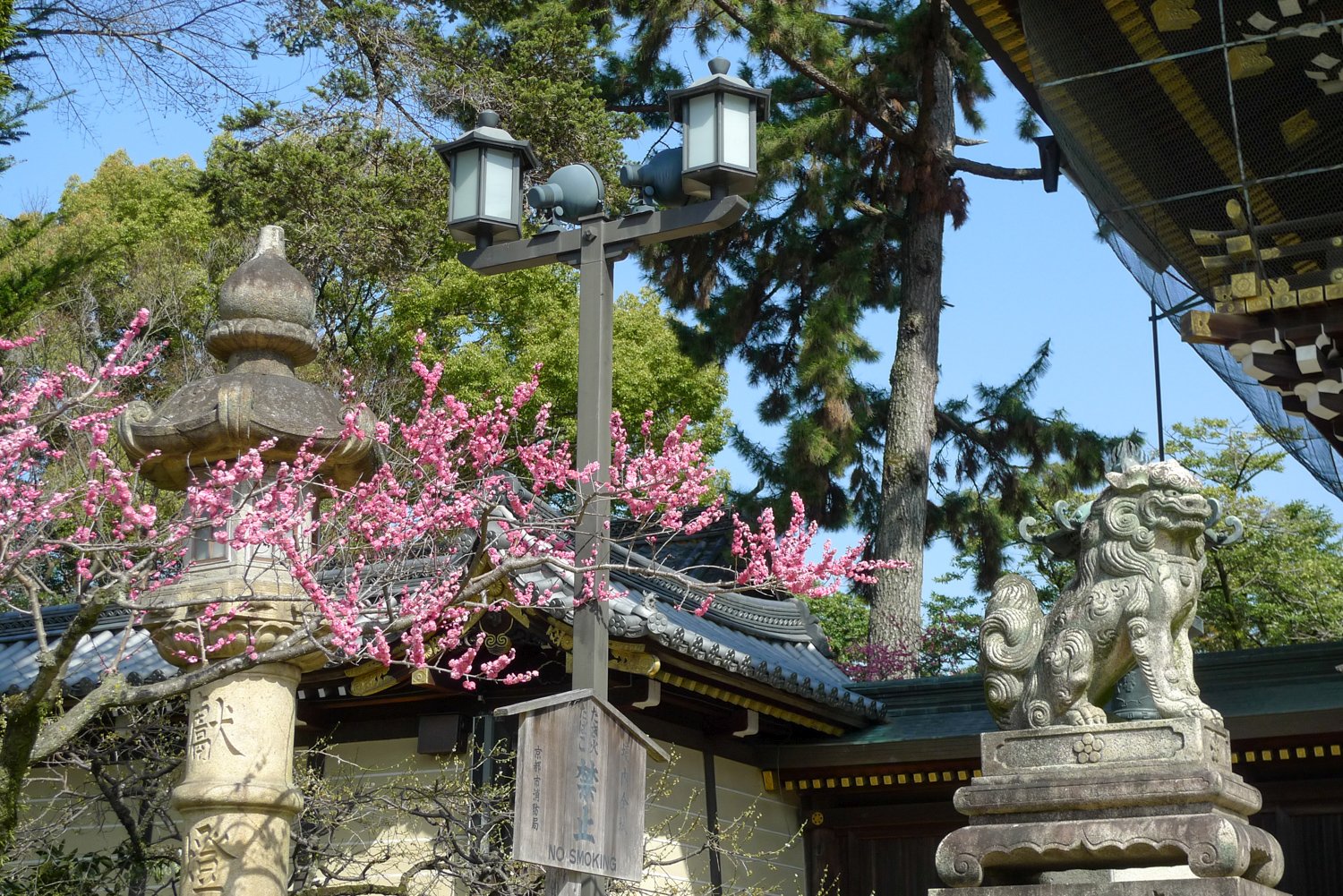 Pflaumenblüten anlm Shimogamo-Tempel