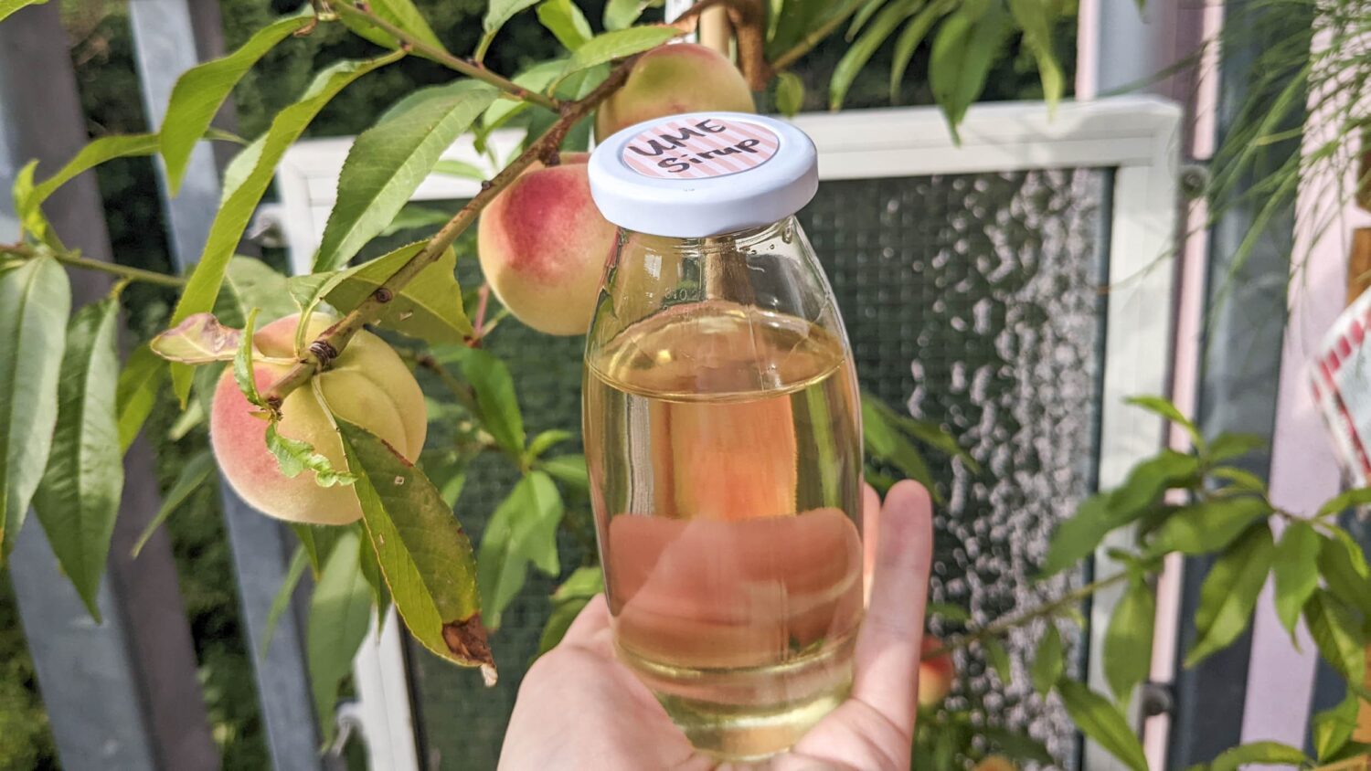 Glas mit goldenem Sirup in der Hand, dahinter ein kleiner Aprikosenbaum