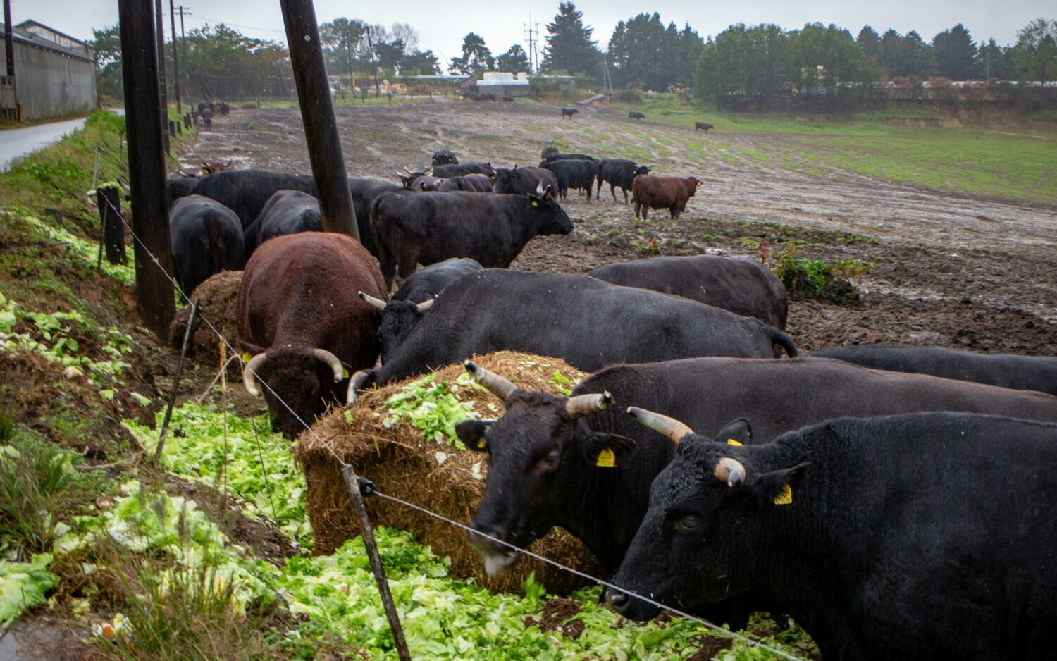 Wagyu-Rinder in Fukushima