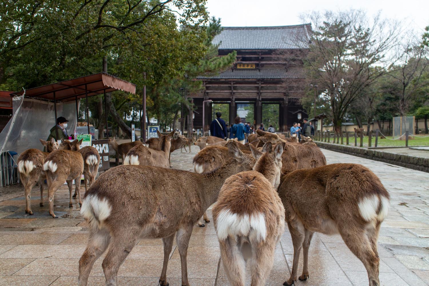 Das Eingangstor des Todai-ji in Nara