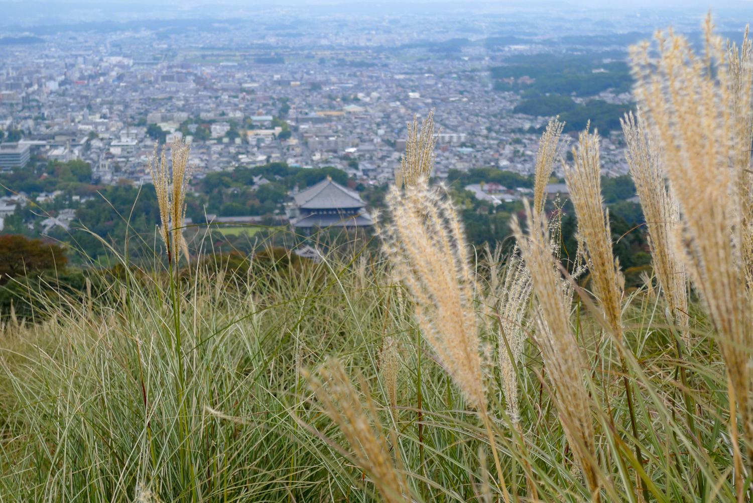 Aussicht über Nara vom Wakakusa-yama