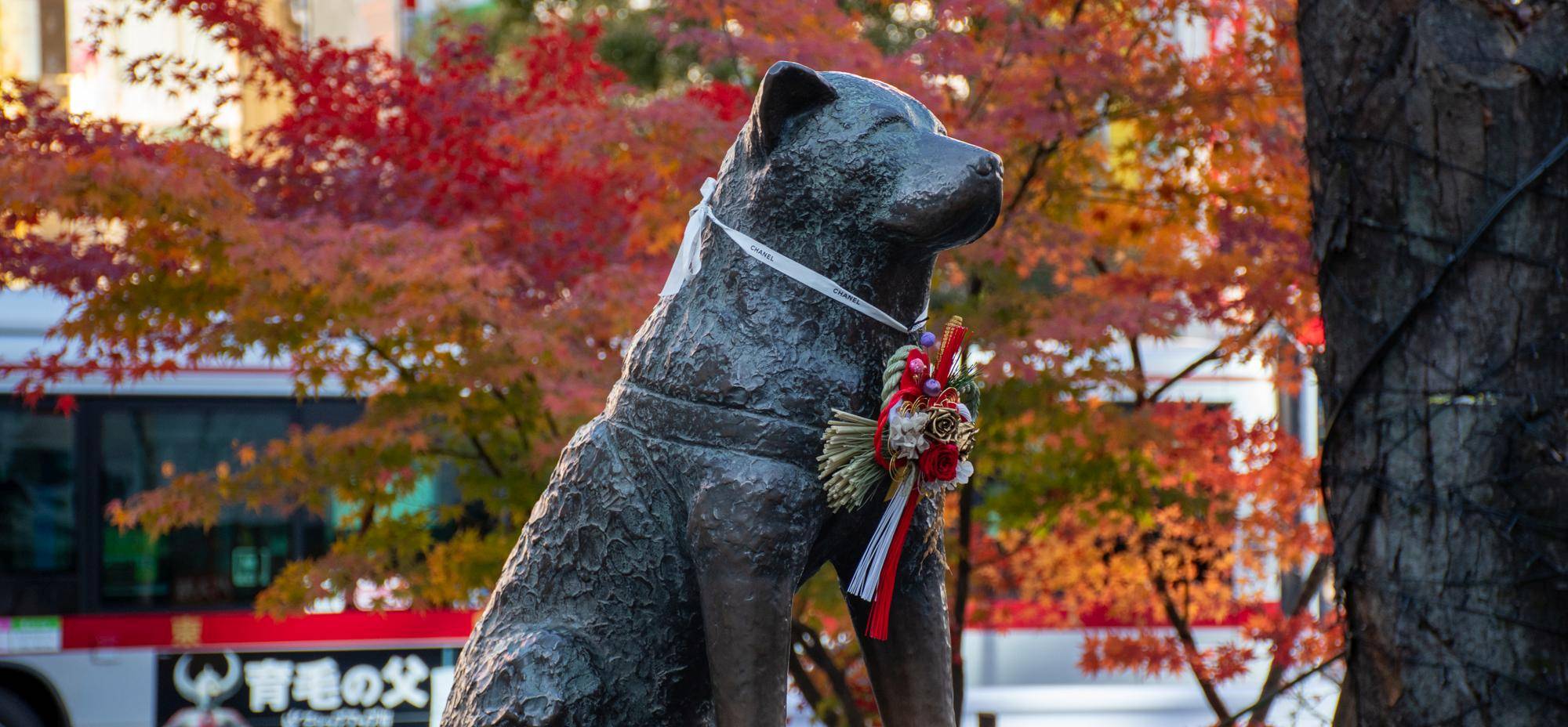 Hachiko in Shibuya: Der treueste Hund Japans