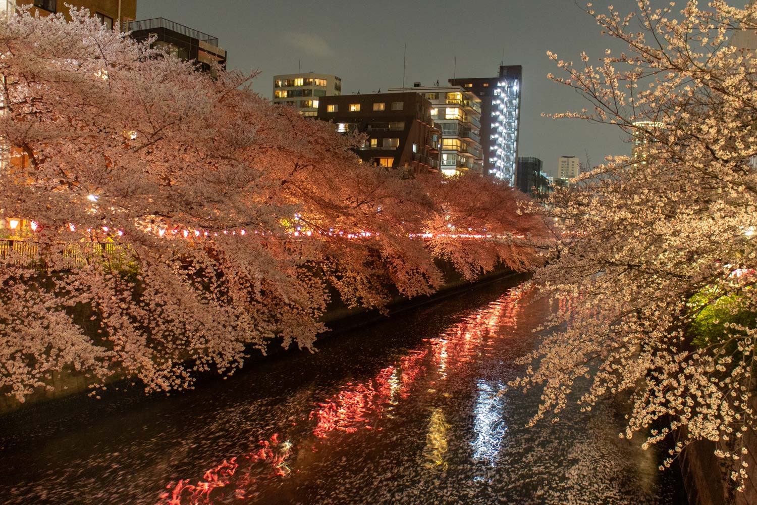 Kirschblütenfest am Meguro-Fluss