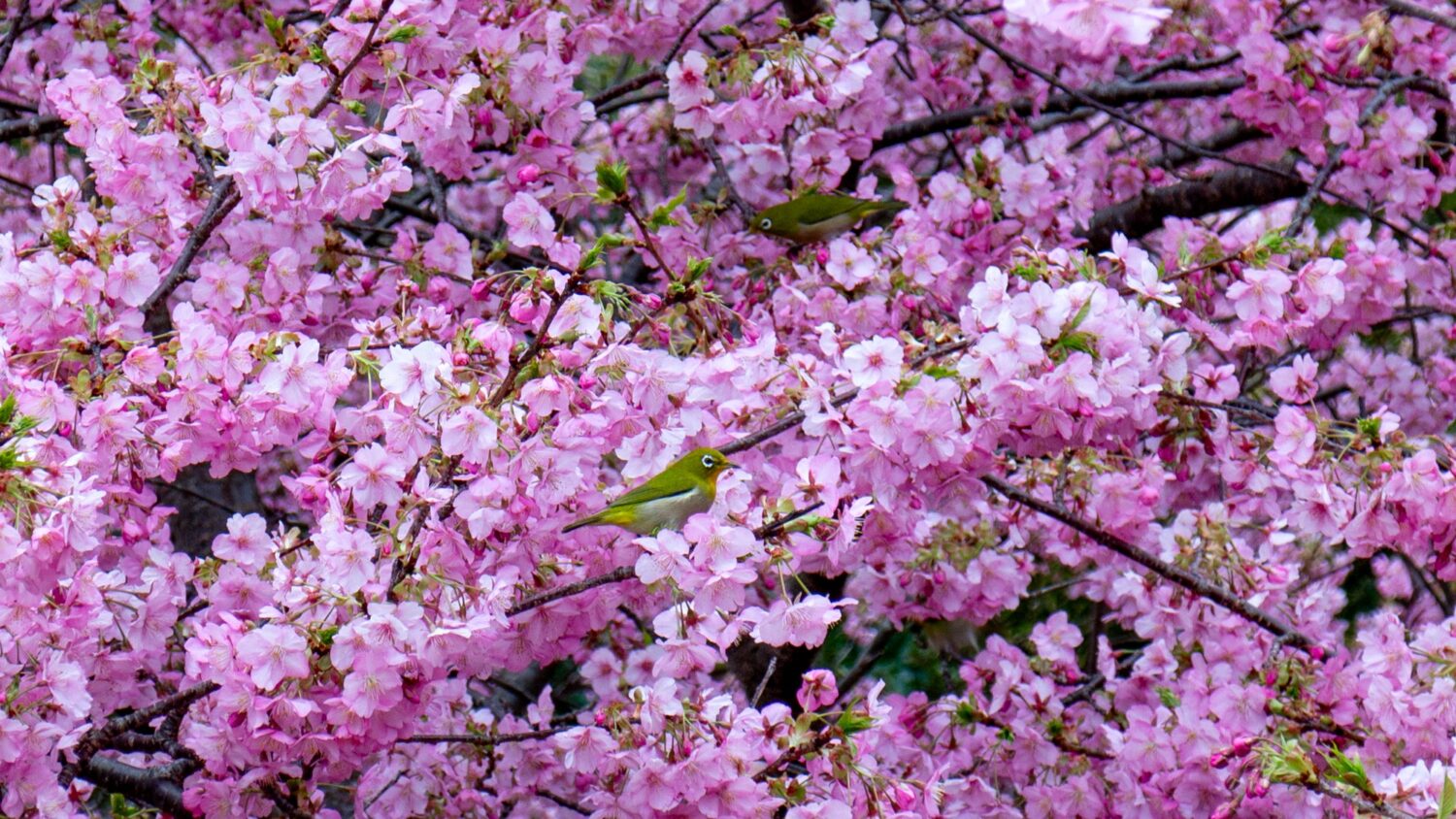 Ein Japanbrillenvogel (Mejiro) in einem Kirschbraum.