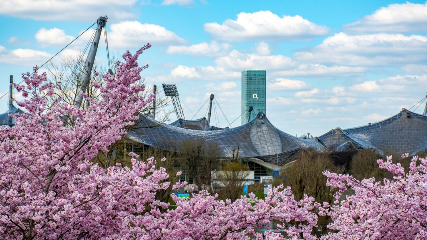 Kirschblüte in München