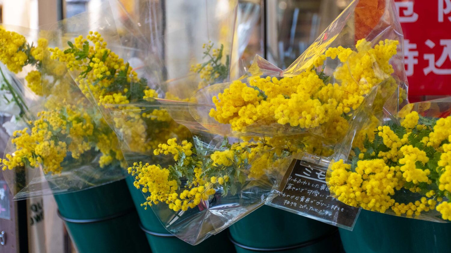 Mimosen in Osaka
