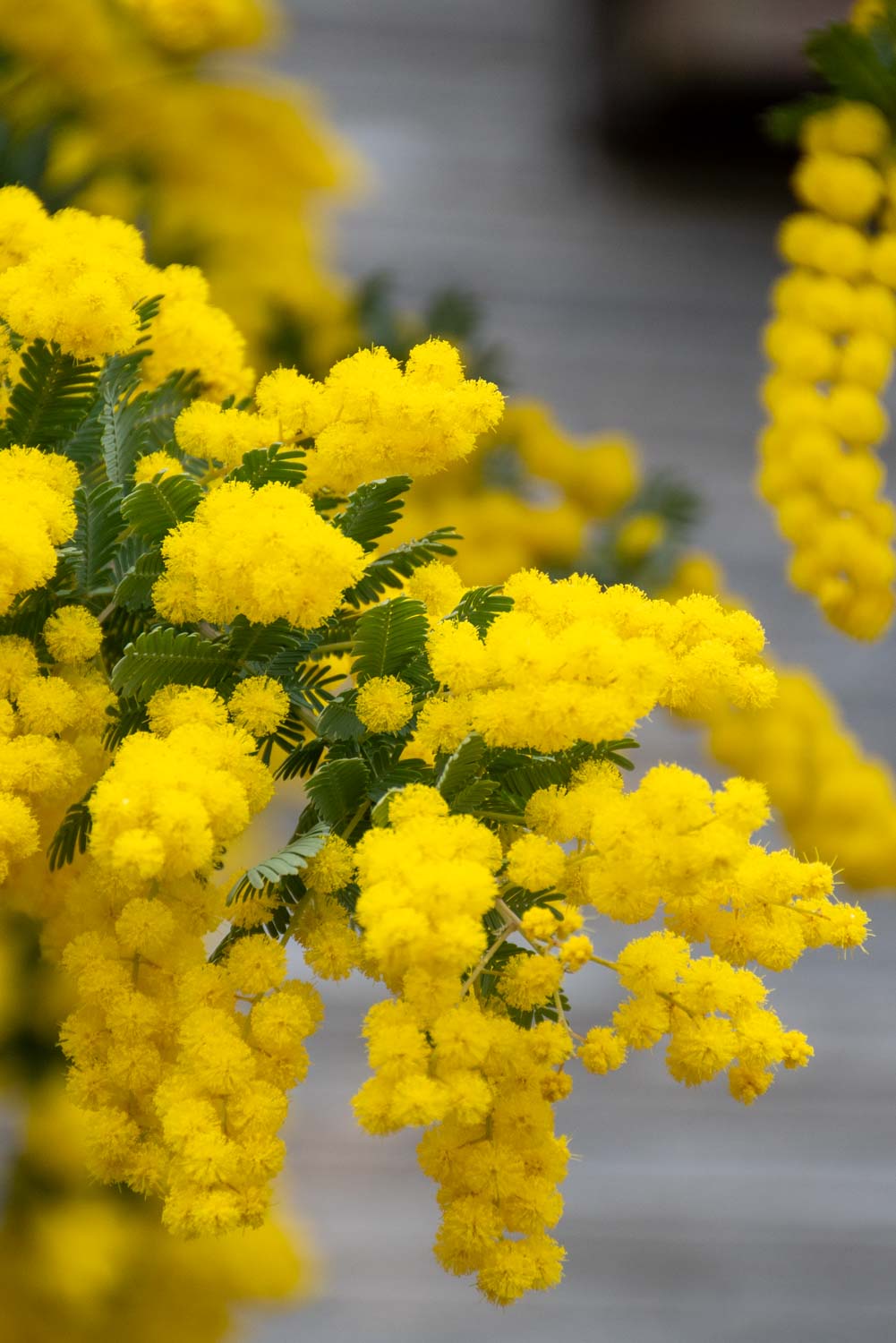 8 M rz In Japan Mimosen Frauenrechte Und Mehr The Hangry Stories 8 M rz In Japan Mimosen Frauenrechte Und Mehr The Hangry Stories
